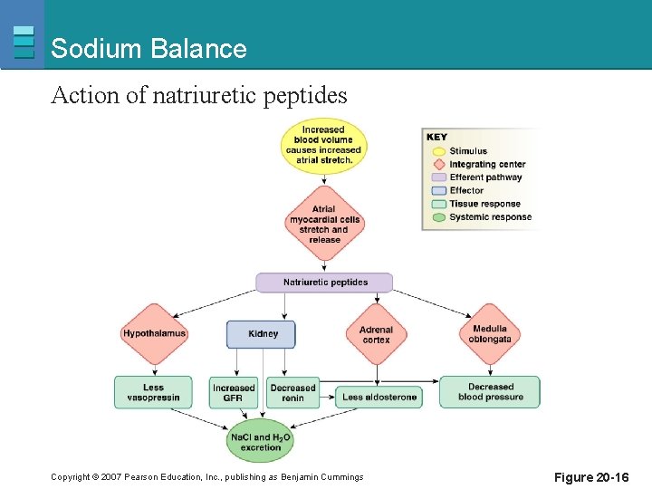 Sodium Balance Action of natriuretic peptides Copyright © 2007 Pearson Education, Inc. , publishing
