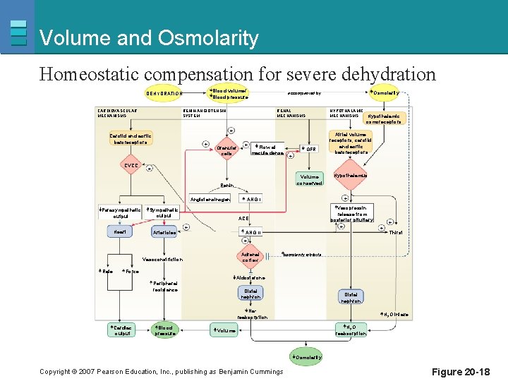 Volume and Osmolarity Homeostatic compensation for severe dehydration Blood volume/ Blood pressure DEHYDRATION CARDIOVASCULAR