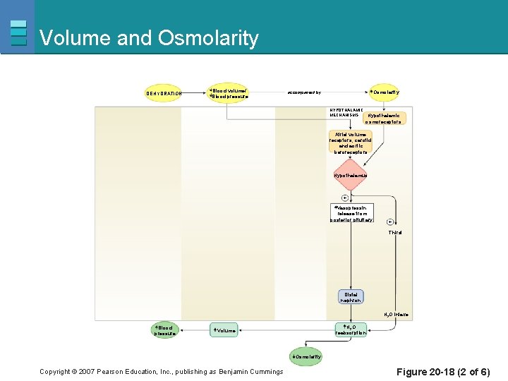 Volume and Osmolarity DEHYDRATION Blood volume/ Blood pressure Osmolarity accompanied by HYPOTHALAMIC MECHANISMS Hypothalamic