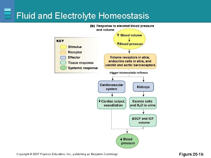 Fluid and Electrolyte Homeostasis Copyright © 2007 Pearson Education, Inc. , publishing as Benjamin