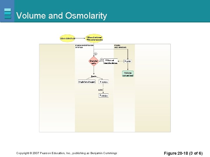 Volume and Osmolarity DEHYDRATION Blood volume/ Blood pressure RENIN-ANGIOTENSIN SYSTEM RENAL MECHANISMS + Granular