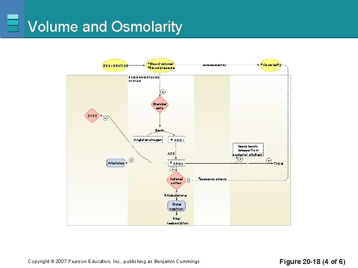 Volume and Osmolarity Blood volume/ Blood pressure DEHYDRATION Osmolarity accompanied by RENIN-ANGIOTENSIN SYSTEM +
