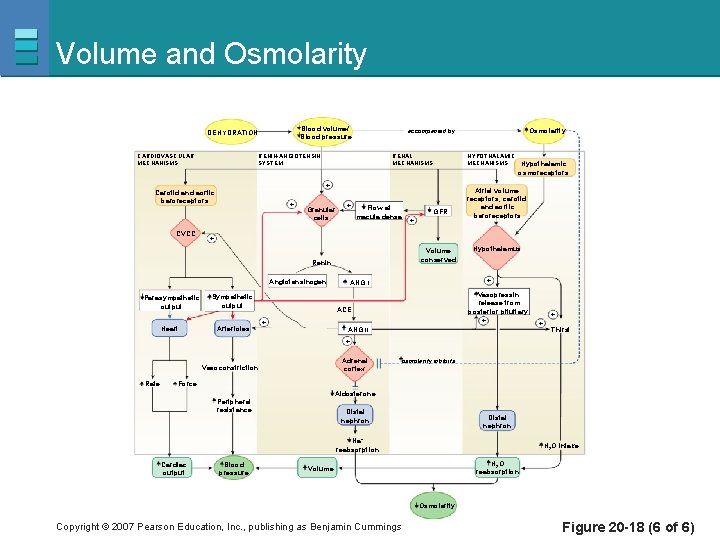 Volume and Osmolarity Blood volume/ Blood pressure DEHYDRATION CARDIOVASCULAR MECHANISMS Osmolarity accompanied by RENIN-ANGIOTENSIN