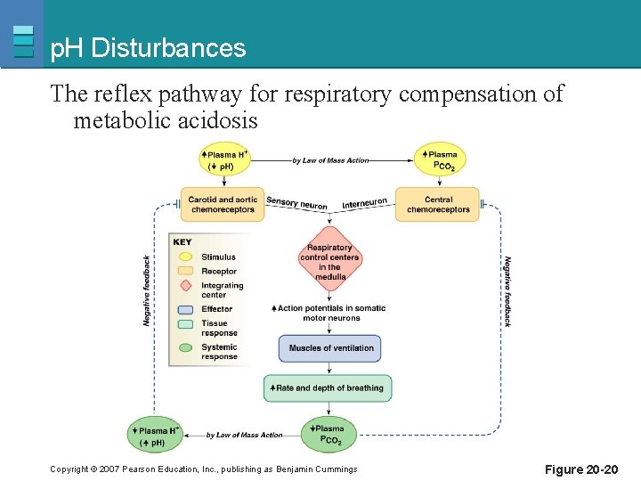 p. H Disturbances The reflex pathway for respiratory compensation of metabolic acidosis Copyright ©