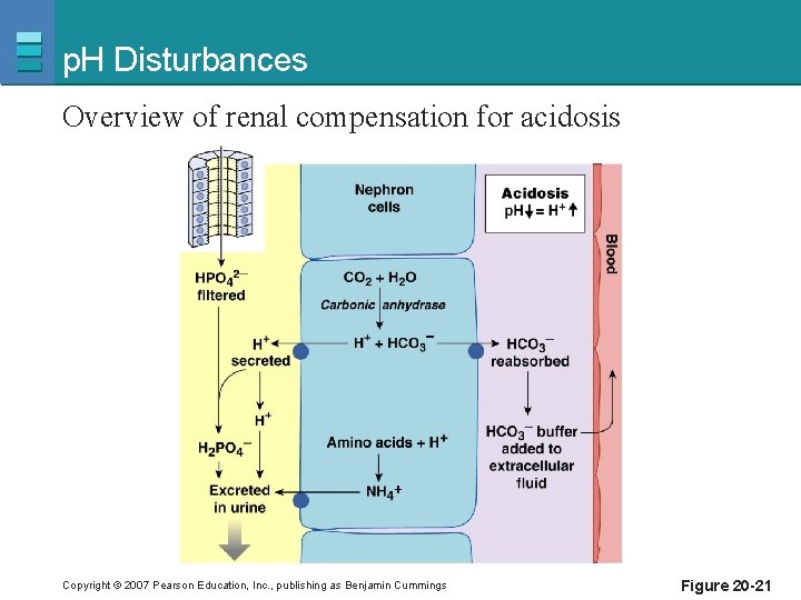 p. H Disturbances Overview of renal compensation for acidosis Copyright © 2007 Pearson Education,