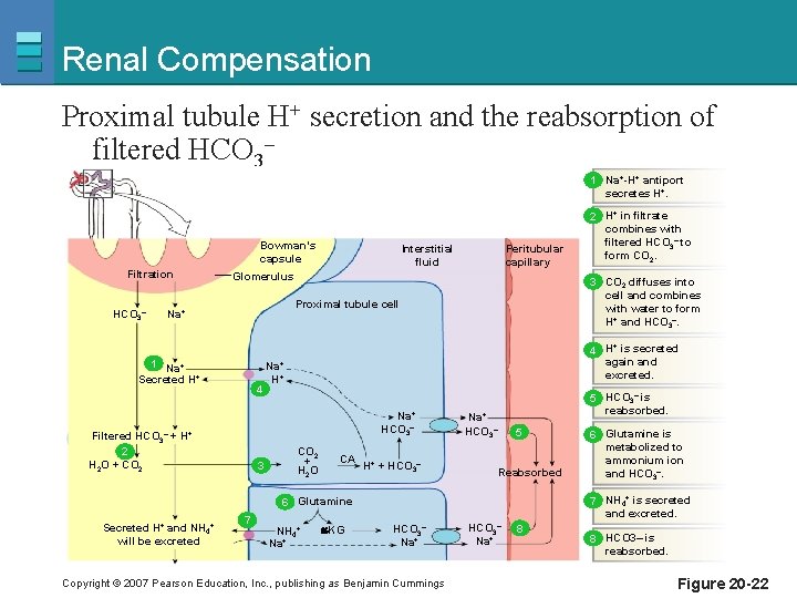 Renal Compensation Proximal tubule H+ secretion and the reabsorption of filtered HCO 3– 1