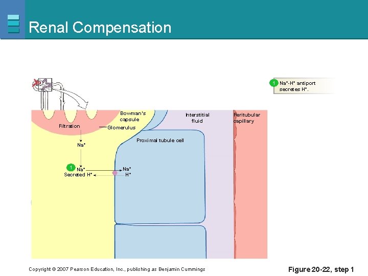 Renal Compensation 1 Na+-H+ antiport secretes H+. Bowman’s capsule Filtration Peritubular capillary Glomerulus Proximal