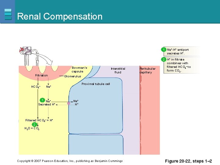 Renal Compensation 1 Na+-H+ antiport secretes H+. Bowman’s capsule Filtration HCO 3– Peritubular capillary