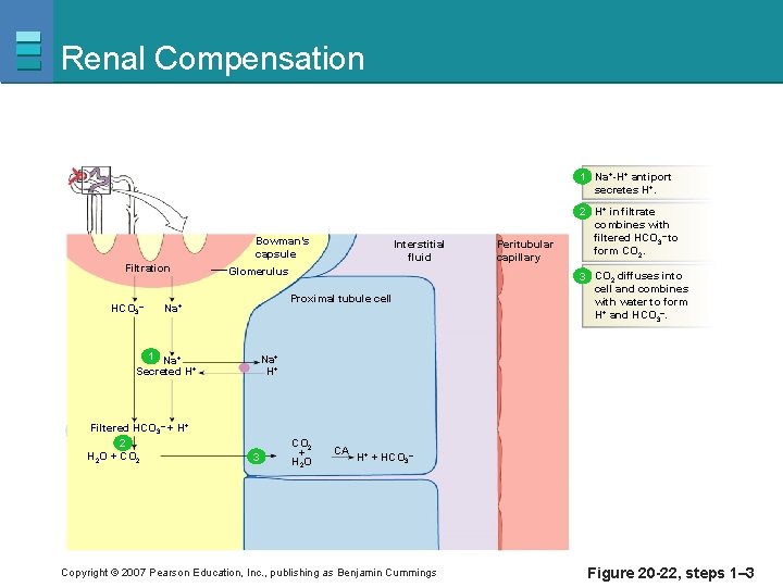 Renal Compensation 1 Na+-H+ antiport secretes H+. Bowman’s capsule Filtration HCO 3– Glomerulus Proximal