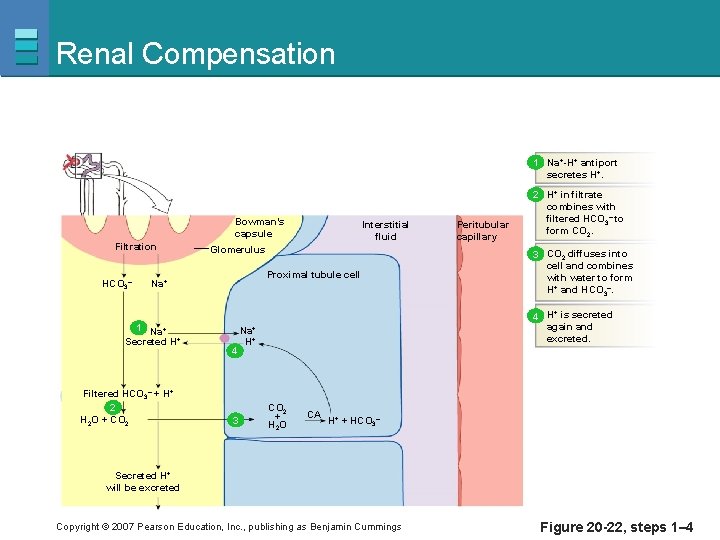 Renal Compensation 1 Na+-H+ antiport secretes H+. Bowman’s capsule Filtration HCO 3– Glomerulus Proximal