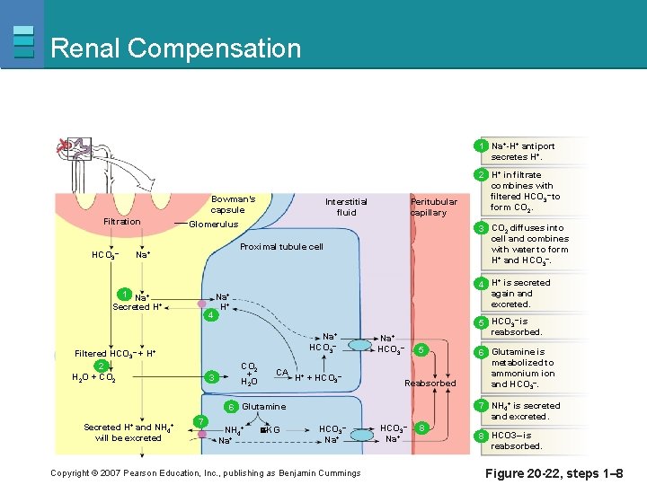 Renal Compensation 1 Na+-H+ antiport secretes H+. Bowman’s capsule Filtration HCO 3– Peritubular capillary