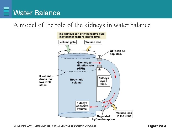 Water Balance A model of the role of the kidneys in water balance Copyright