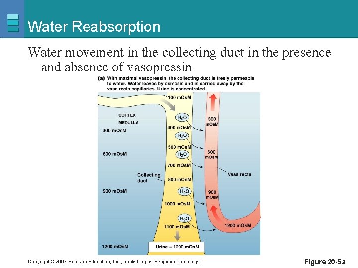 Water Reabsorption Water movement in the collecting duct in the presence and absence of