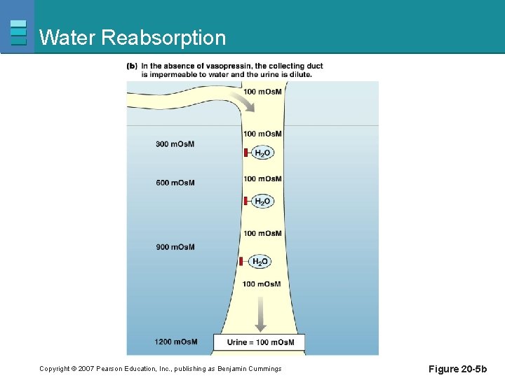 Water Reabsorption Copyright © 2007 Pearson Education, Inc. , publishing as Benjamin Cummings Figure