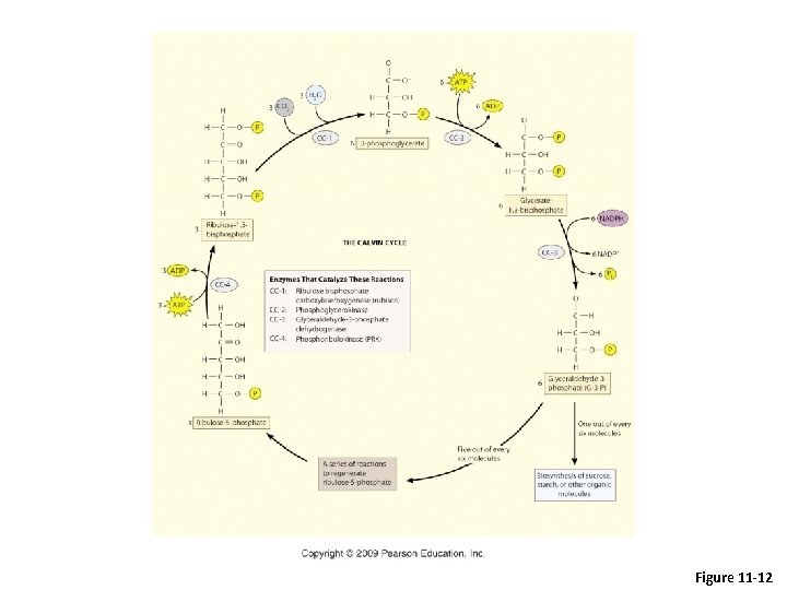 Figure 11 -12 