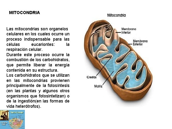 MITOCONDRIA Las mitocondrias son organelos celulares en los cuales ocurre un proceso indispensable para