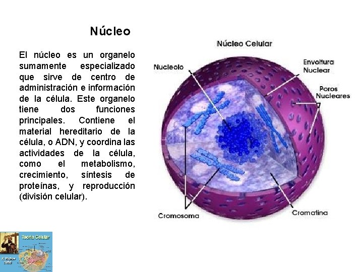 Núcleo El núcleo es un organelo sumamente especializado que sirve de centro de administración