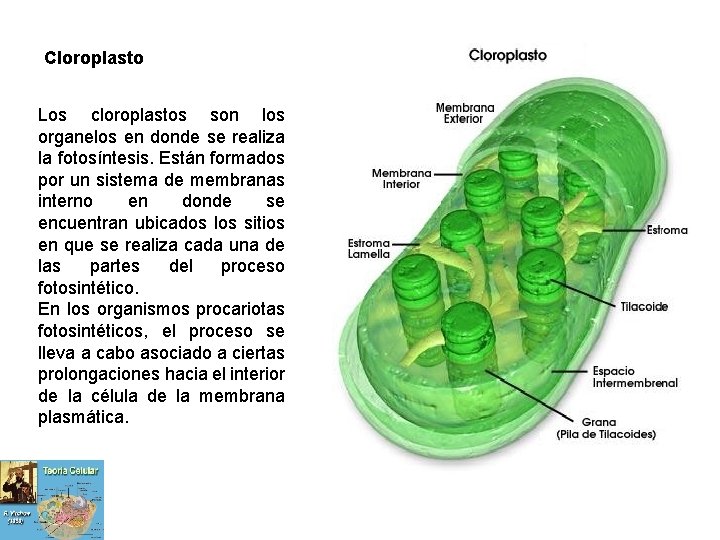 Cloroplasto Los cloroplastos son los organelos en donde se realiza la fotosíntesis. Están formados