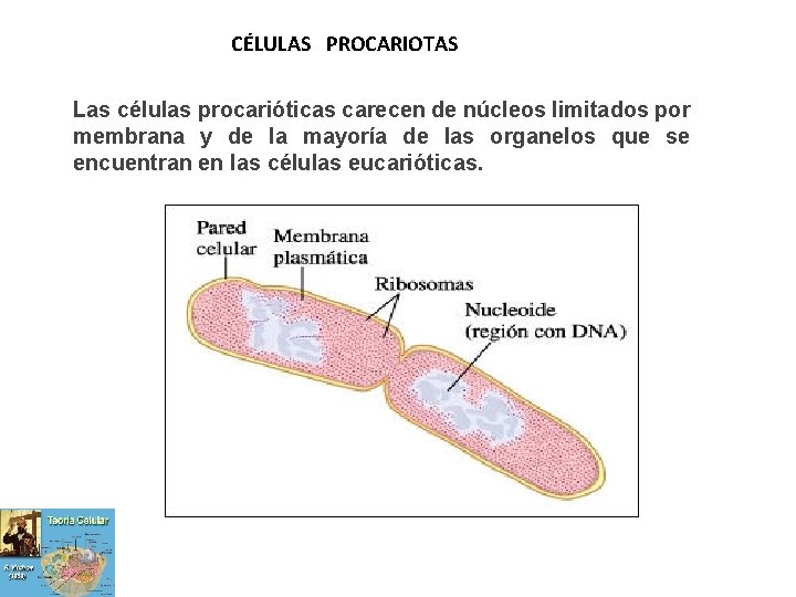 CÉLULAS PROCARIOTAS Las células procarióticas carecen de núcleos limitados por membrana y de la