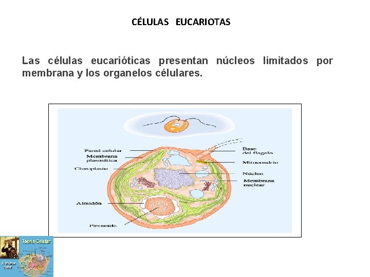 CÉLULAS EUCARIOTAS Las células eucarióticas presentan núcleos limitados por membrana y los organelos célulares.