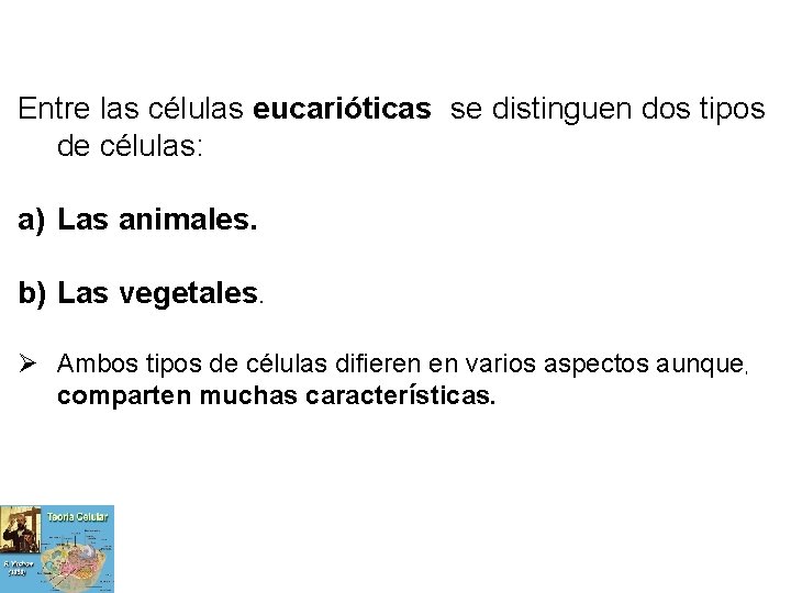 Entre las células eucarióticas se distinguen dos tipos de células: a) Las animales. b)