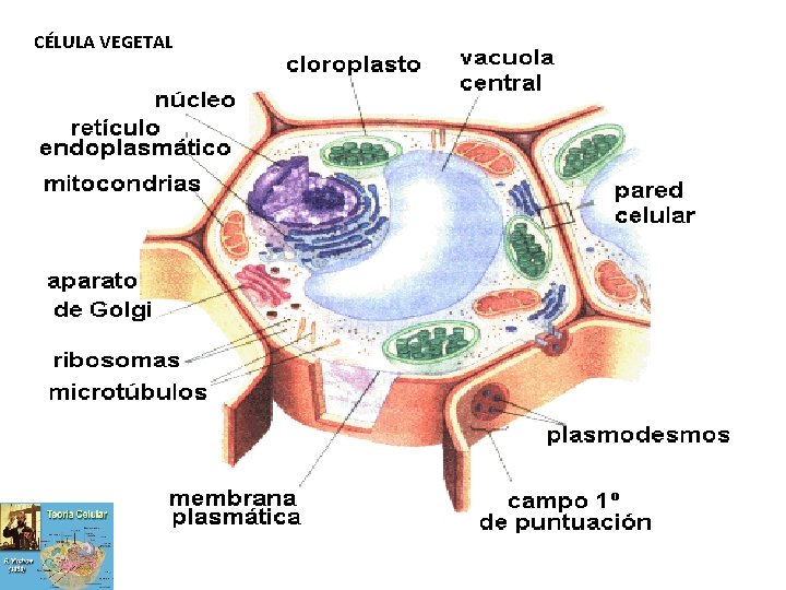 CÉLULA VEGETAL 