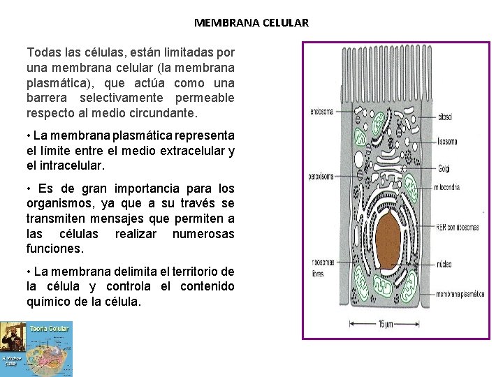 MEMBRANA CELULAR Todas las células, están limitadas por una membrana celular (la membrana plasmática),