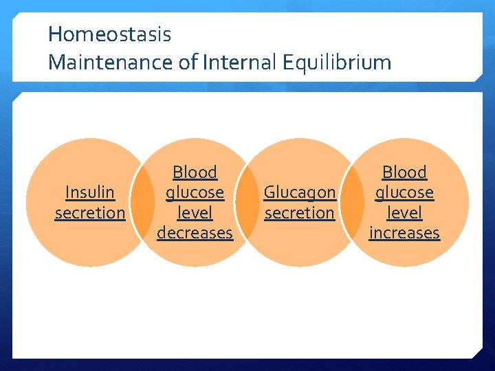 Homeostasis Maintenance of Internal Equilibrium Insulin secretion Blood glucose level decreases Glucagon secretion Blood