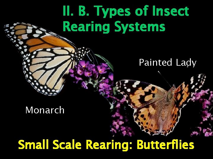 II. B. Types of Insect Rearing Systems Painted Lady Monarch Small Scale Rearing: Butterflies