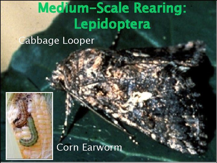Medium-Scale Rearing: Lepidoptera Cabbage Looper Corn Earworm 