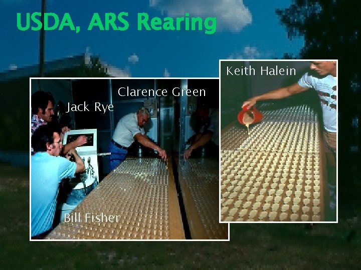 USDA, ARS Rearing Keith Halein Jack Rye Clarence Green Bill Fisher 