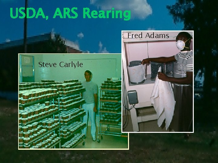 USDA, ARS Rearing Fred Adams Steve Carlyle Fred Adams 