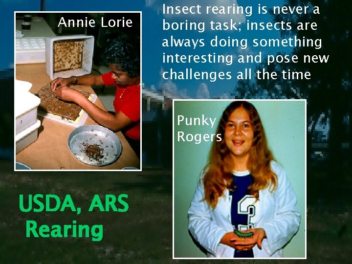 Annie Lorie Insect rearing is never a boring task; insects are always doing something