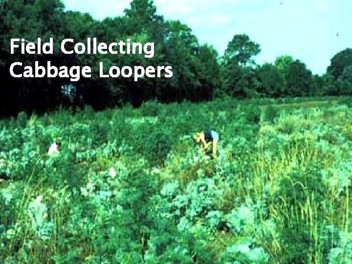 Field Collecting Cabbage Loopers 