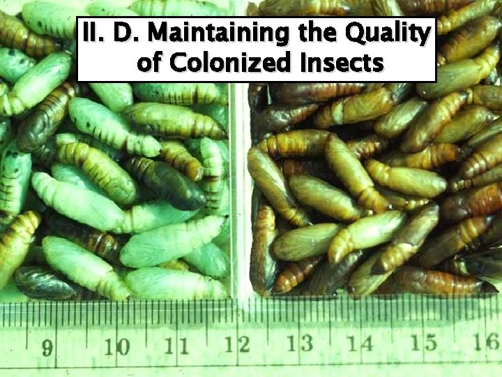II. D. Maintaining the Quality of Colonized Insects 