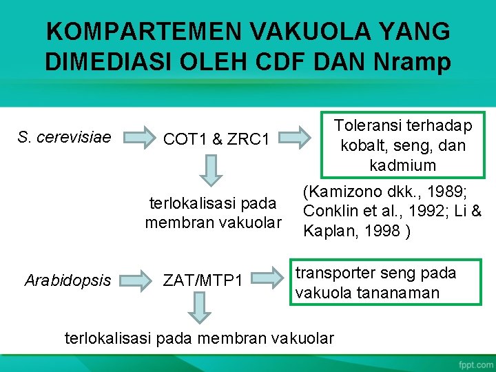 KOMPARTEMEN VAKUOLA YANG DIMEDIASI OLEH CDF DAN Nramp S. cerevisiae COT 1 & ZRC