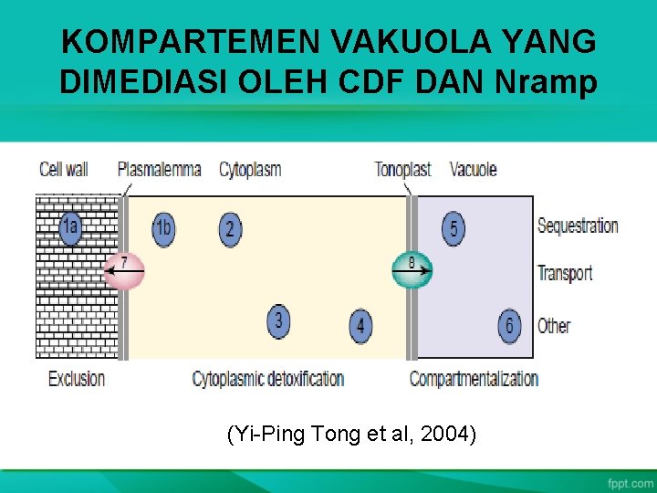 KOMPARTEMEN VAKUOLA YANG DIMEDIASI OLEH CDF DAN Nramp (Yi-Ping Tong et al, 2004) 