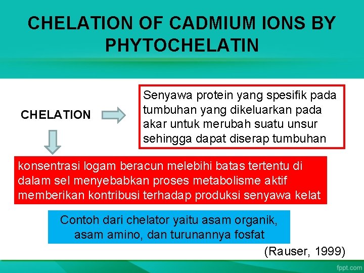 CHELATION OF CADMIUM IONS BY PHYTOCHELATIN CHELATION Senyawa protein yang spesifik pada tumbuhan yang