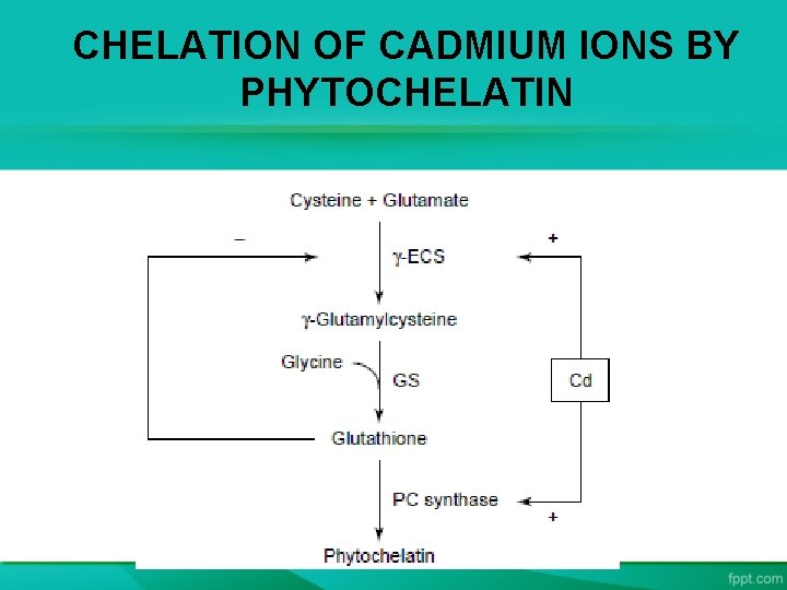 CHELATION OF CADMIUM IONS BY PHYTOCHELATIN 