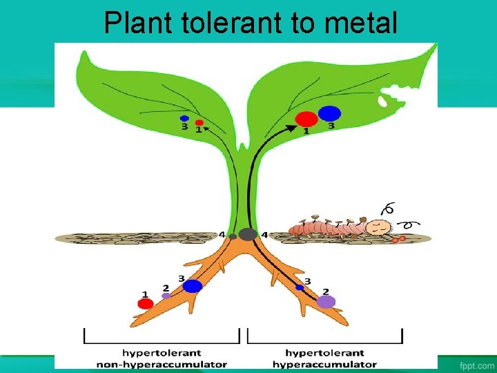 Plant tolerant to metal 