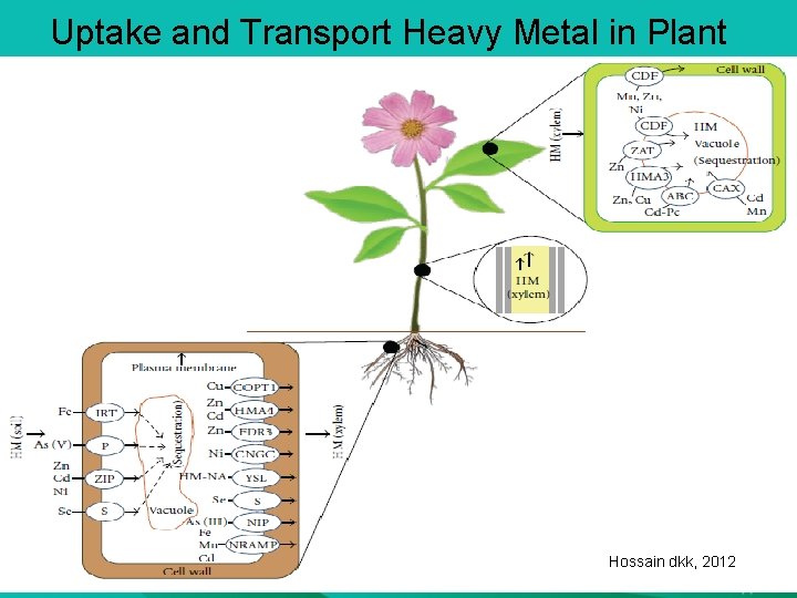 Uptake and Transport Heavy Metal in Plant Hossain dkk, 2012 
