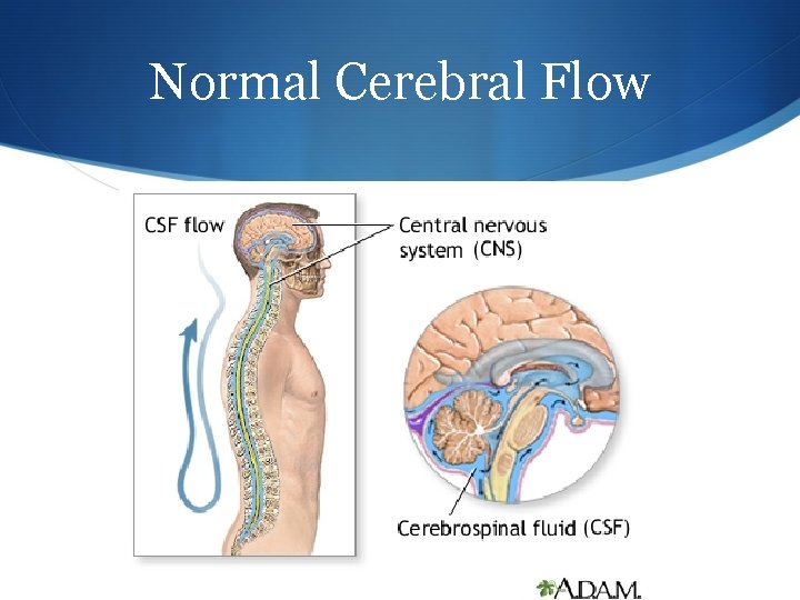 Normal Cerebral Flow 