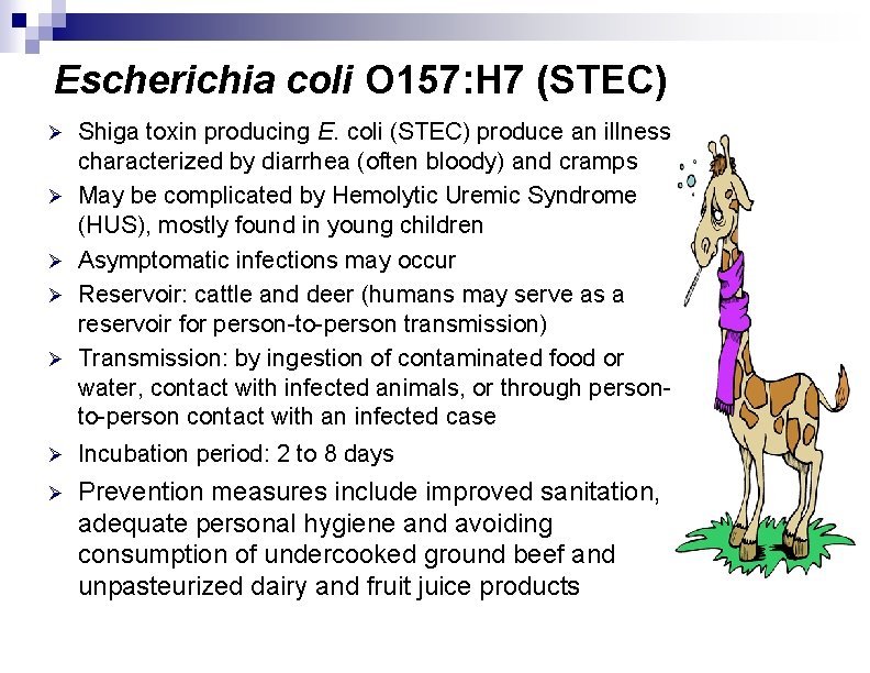 Escherichia coli O 157: H 7 (STEC) Ø Ø Ø Shiga toxin producing E.