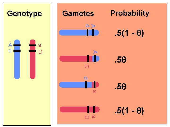 Genotype Gametes A d a D . 5(1 - ) A A d Probability