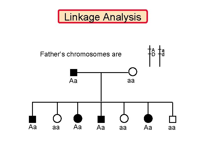Linkage Analysis A D Father’s chromosomes are aa Aa Aa a d Aa aa