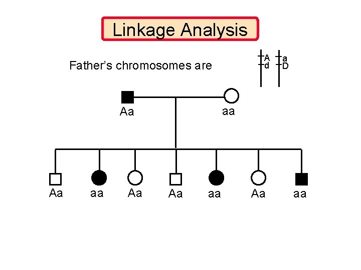 Linkage Analysis A d Father’s chromosomes are aa Aa Aa a D Aa aa