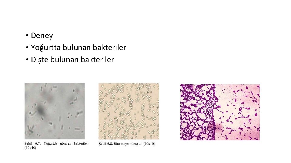  • Deney • Yoğurtta bulunan bakteriler • Dişte bulunan bakteriler 