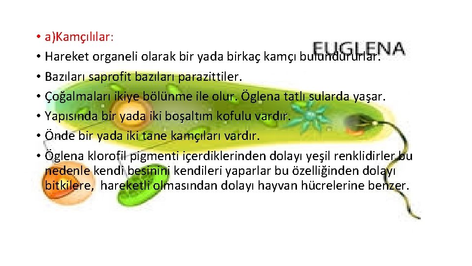  • a)Kamçılılar: • Hareket organeli olarak bir yada birkaç kamçı bulundururlar. • Bazıları