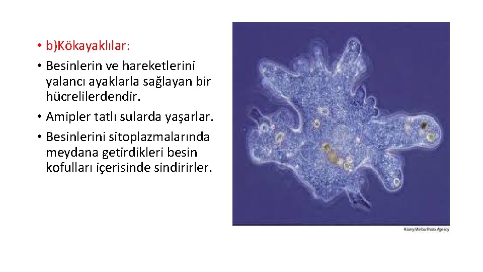  • b)Kökayaklılar: • Besinlerin ve hareketlerini yalancı ayaklarla sağlayan bir hücrelilerdendir. • Amipler