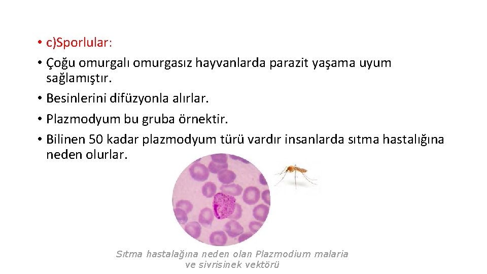  • c)Sporlular: • Çoğu omurgalı omurgasız hayvanlarda parazit yaşama uyum sağlamıştır. • Besinlerini